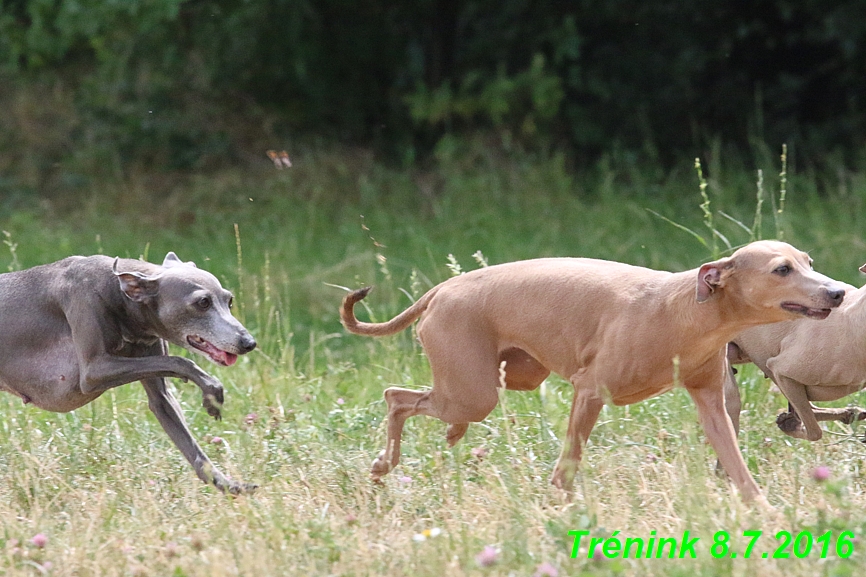 Náš trénink 8.7.2016 Všechny feny, Bertrando,Jesika,Kash (30)