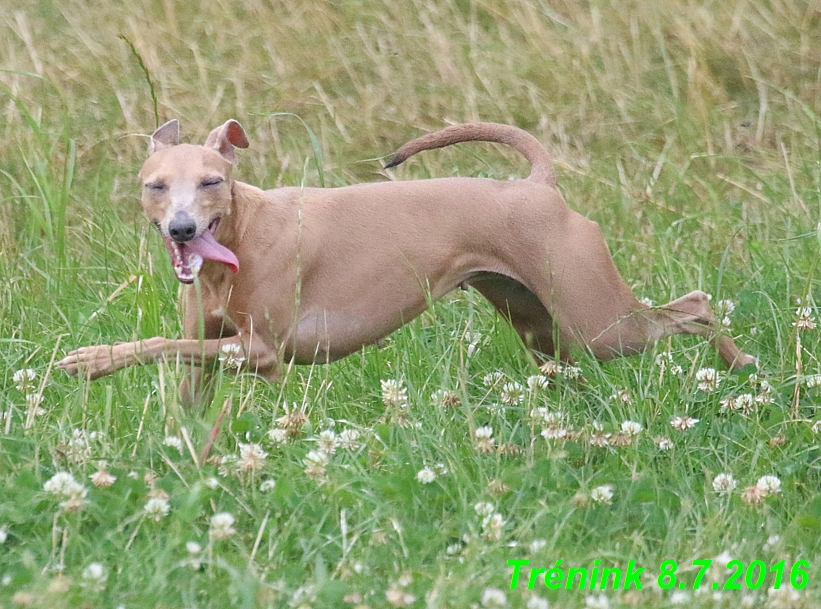 Náš trénink 8.7.2016 Všechny feny, Bertrando,Jesika,Kash (32)