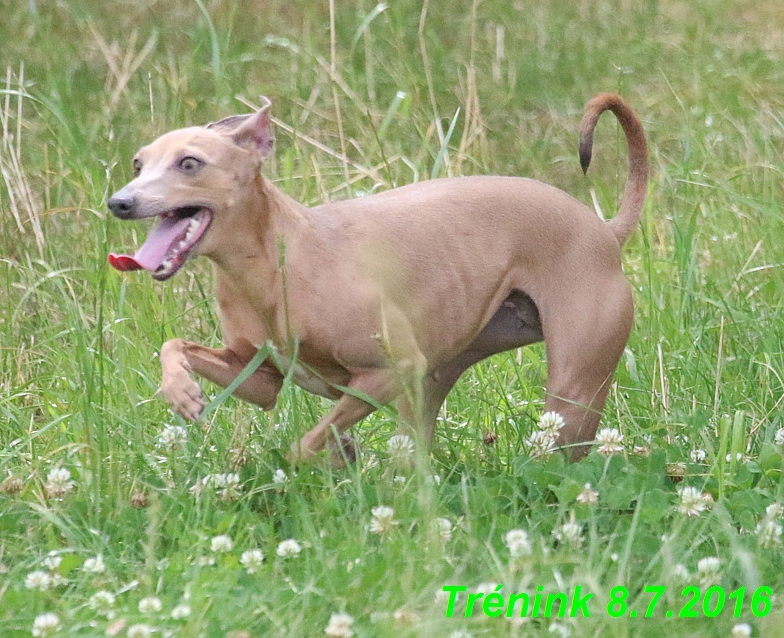 Náš trénink 8.7.2016 Všechny feny, Bertrando,Jesika,Kash (33)