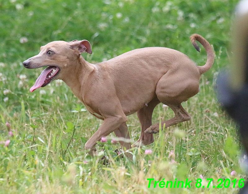 Náš trénink 8.7.2016 Všechny feny, Bertrando,Jesika,Kash (34)