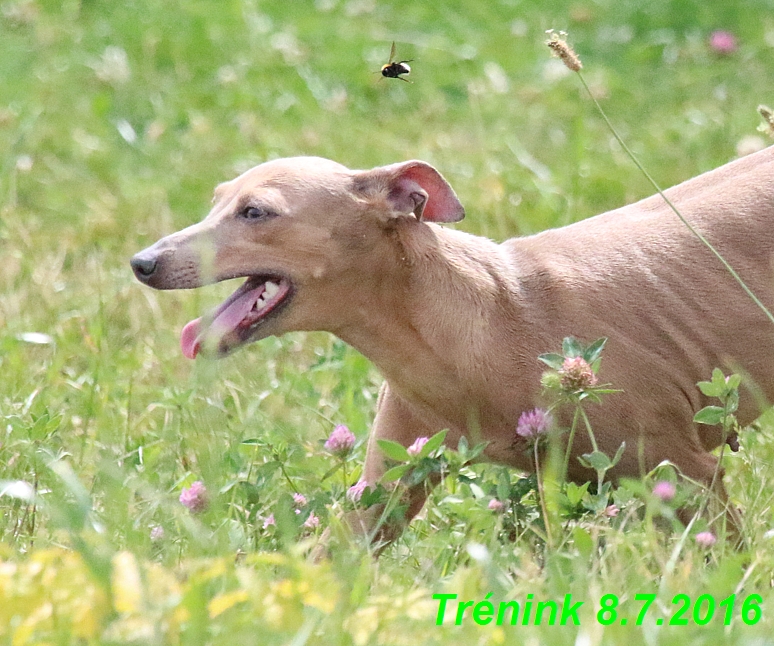 Náš trénink 8.7.2016 Všechny feny, Bertrando,Jesika,Kash (36)