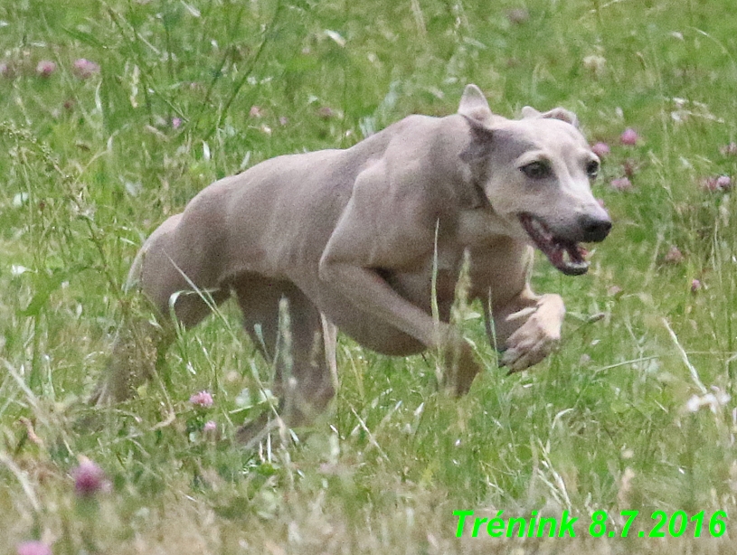 Náš trénink 8.7.2016 Všechny feny, Bertrando,Jesika,Kash (46)