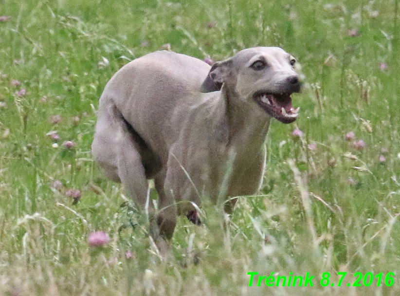 Náš trénink 8.7.2016 Všechny feny, Bertrando,Jesika,Kash (47)