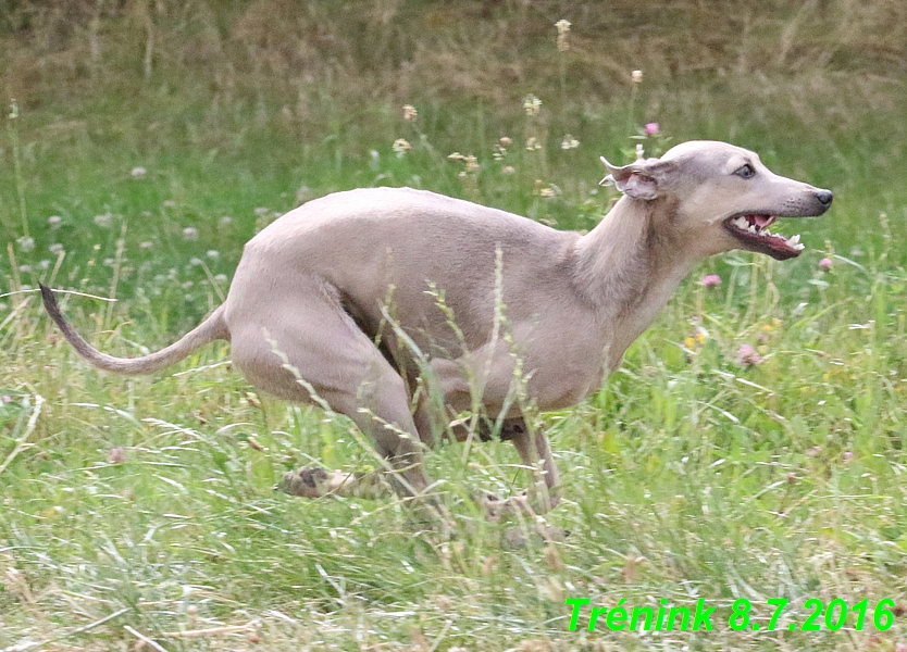 Náš trénink 8.7.2016 Všechny feny, Bertrando,Jesika,Kash (49)