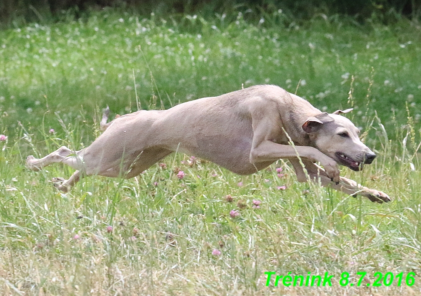 Náš trénink 8.7.2016 Všechny feny, Bertrando,Jesika,Kash (54)