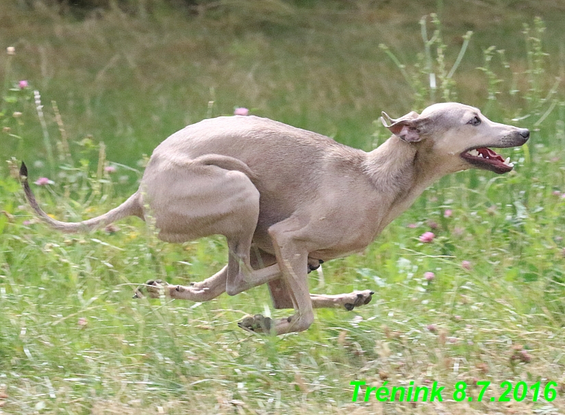 Náš trénink 8.7.2016 Všechny feny, Bertrando,Jesika,Kash (56)