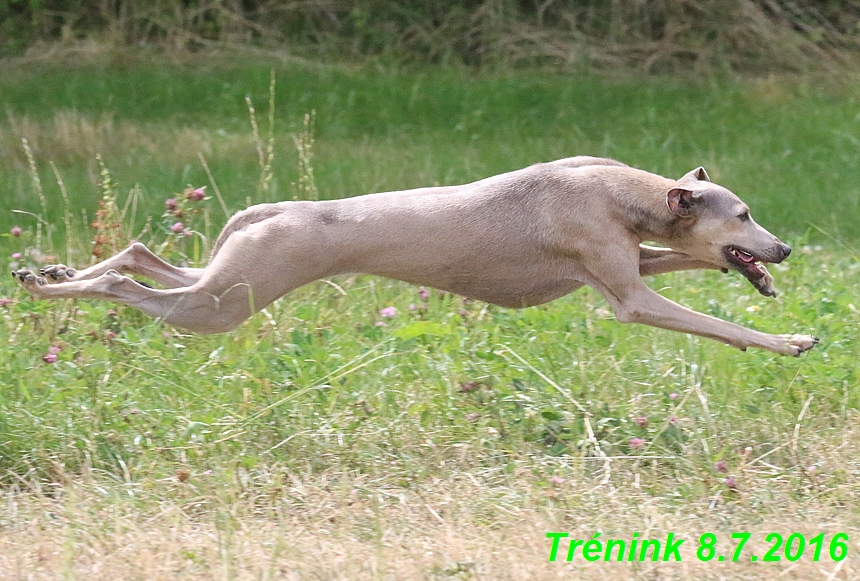 Náš trénink 8.7.2016 Všechny feny, Bertrando,Jesika,Kash (57)