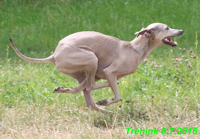 Náš trénink 8.7.2016 Všechny feny, Bertrando,Jesika,Kash (58)