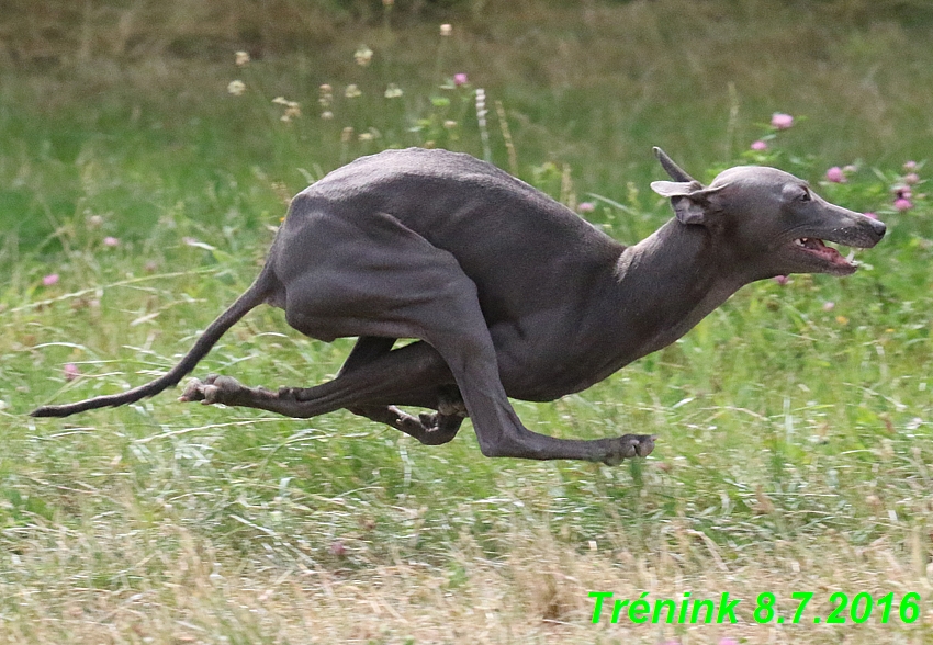 Náš trénink 8.7.2016 Všechny feny, Bertrando,Jesika,Kash (62)