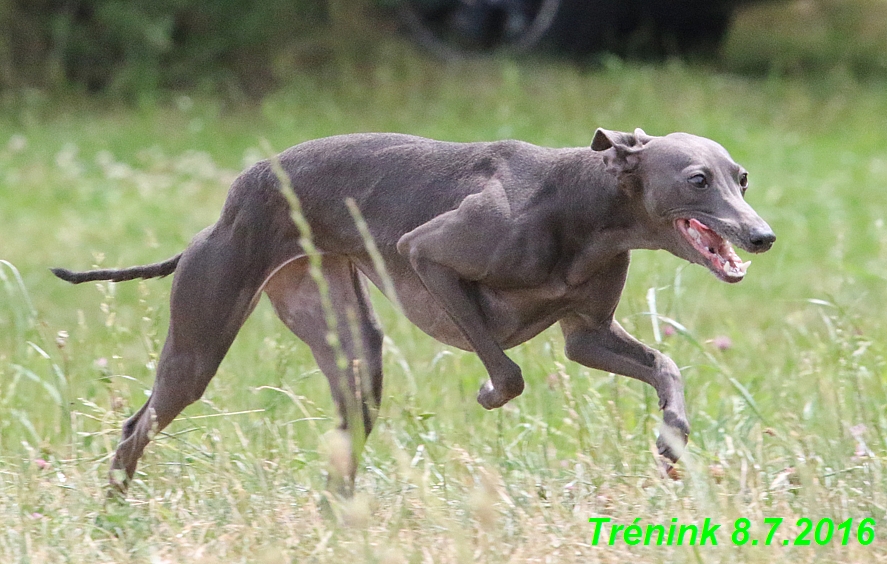 Náš trénink 8.7.2016 Všechny feny, Bertrando,Jesika,Kash (63)