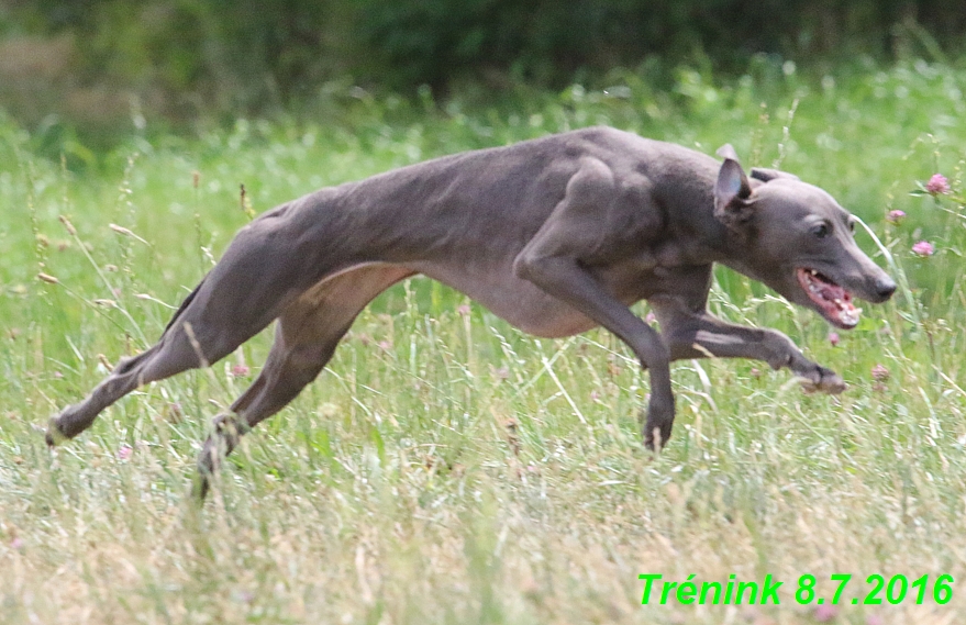 Náš trénink 8.7.2016 Všechny feny, Bertrando,Jesika,Kash (64)