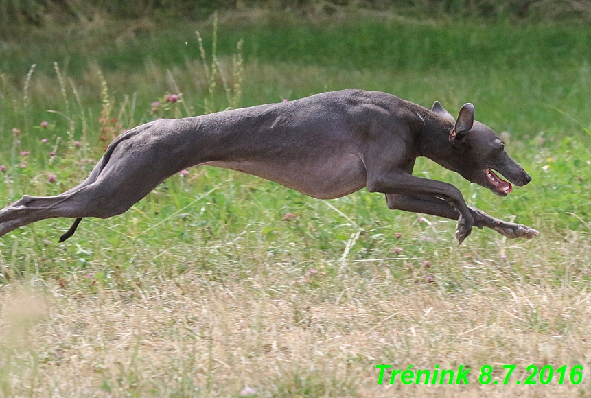 Náš trénink 8.7.2016 Všechny feny, Bertrando,Jesika,Kash (65)