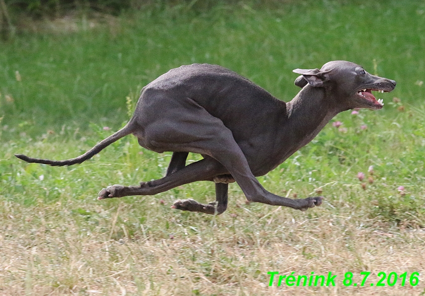 Náš trénink 8.7.2016 Všechny feny, Bertrando,Jesika,Kash (66)