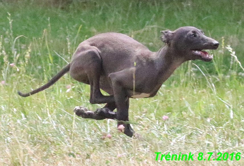 Náš trénink 8.7.2016 Všechny feny, Bertrando,Jesika,Kash (83)