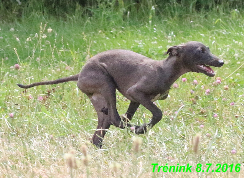 Náš trénink 8.7.2016 Všechny feny, Bertrando,Jesika,Kash (84)