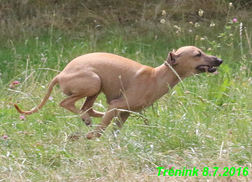 Náš trénink 8.7.2016 Všechny feny, Bertrando,Jesika,Kash (86)