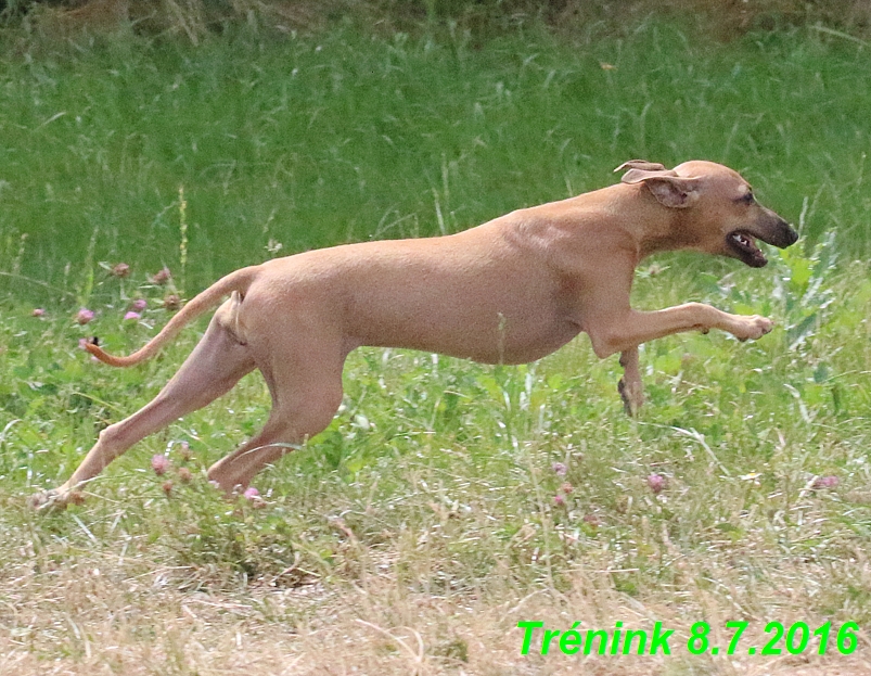 Náš trénink 8.7.2016 Všechny feny, Bertrando,Jesika,Kash (89)