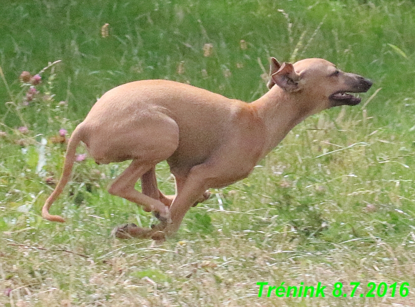 Náš trénink 8.7.2016 Všechny feny, Bertrando,Jesika,Kash (90)