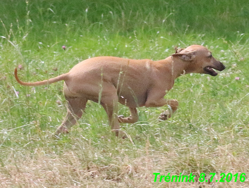 Náš trénink 8.7.2016 Všechny feny, Bertrando,Jesika,Kash (91)