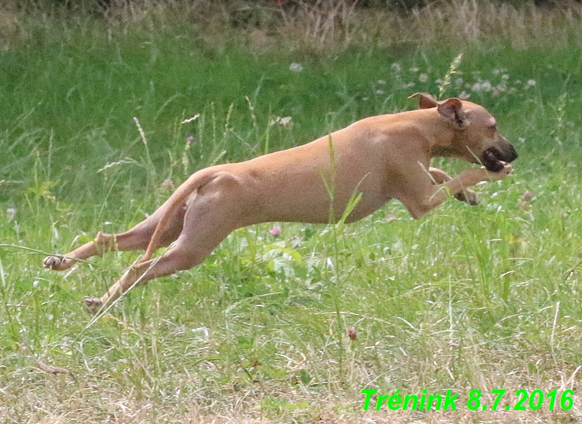 Náš trénink 8.7.2016 Všechny feny, Bertrando,Jesika,Kash (92)