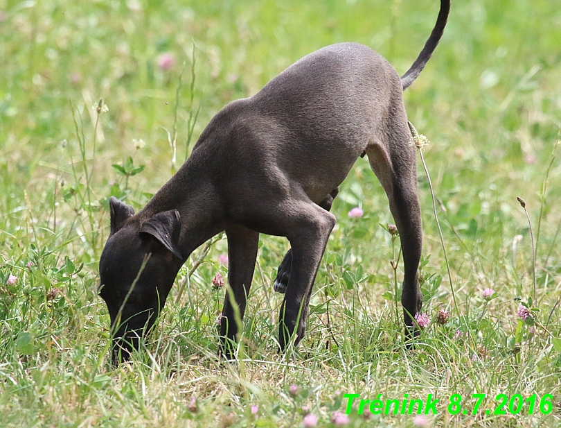 Náš trénink 8.7.2016 Všechny feny, Bertrando,Jesika,Kash (98)