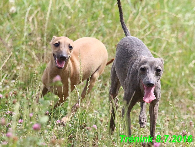 Náš trénink 8.7.2016 Všechny feny, Bertrando,Jesika,Kash (101)