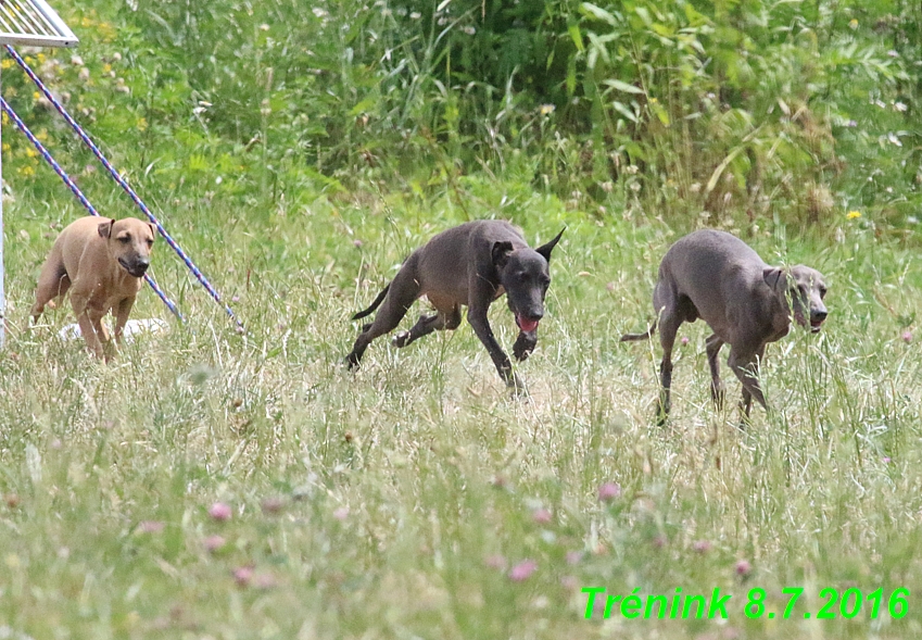 Náš trénink 8.7.2016 Všechny feny, Bertrando,Jesika,Kash (109)