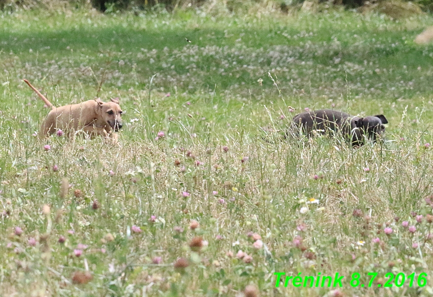 Náš trénink 8.7.2016 Všechny feny, Bertrando,Jesika,Kash (112)