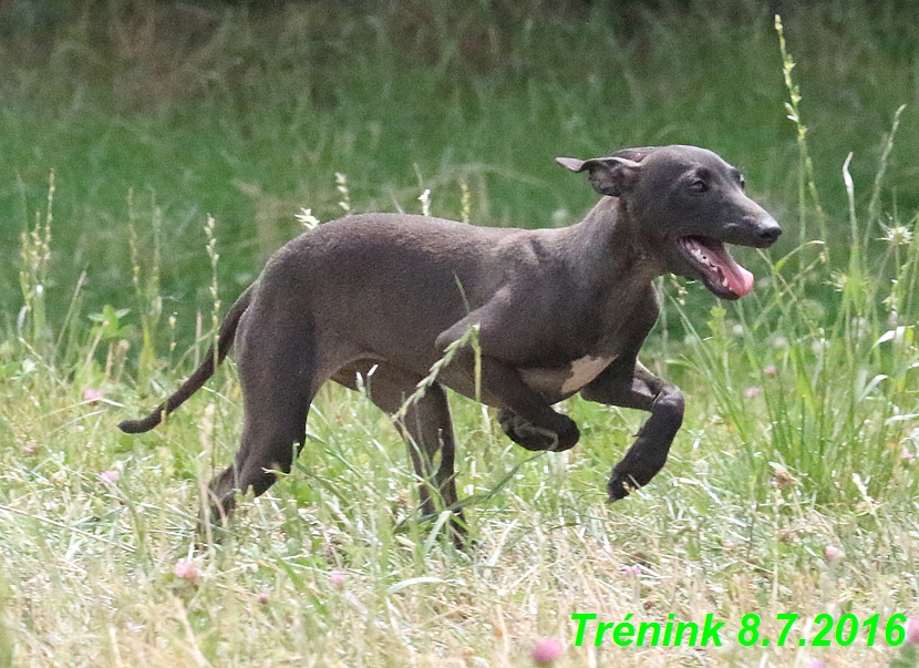 Náš trénink 8.7.2016 Všechny feny, Bertrando,Jesika,Kash (116)