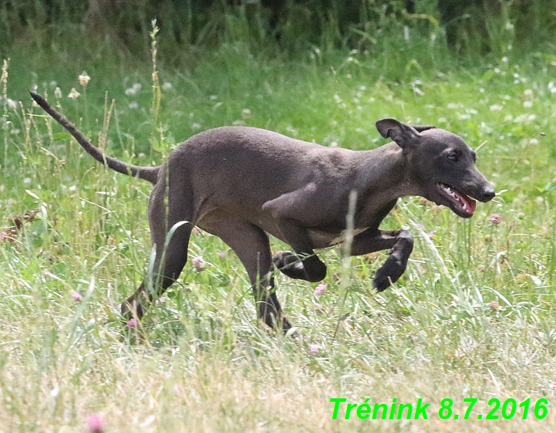 Náš trénink 8.7.2016 Všechny feny, Bertrando,Jesika,Kash (117)