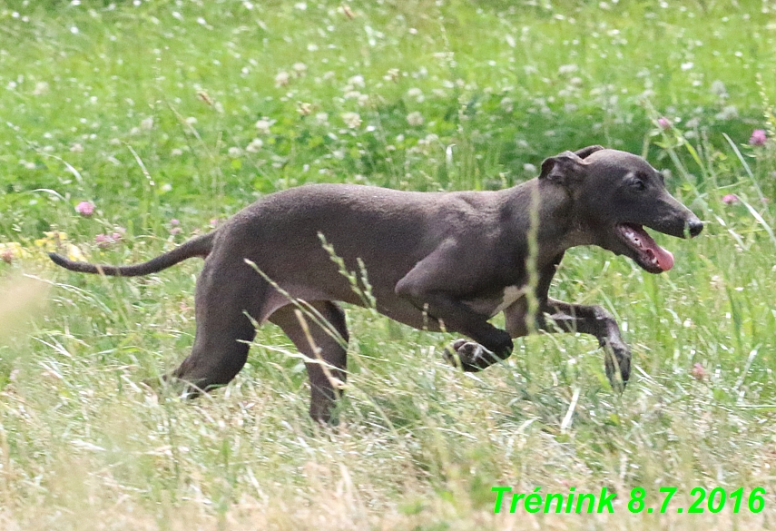 Náš trénink 8.7.2016 Všechny feny, Bertrando,Jesika,Kash (118)