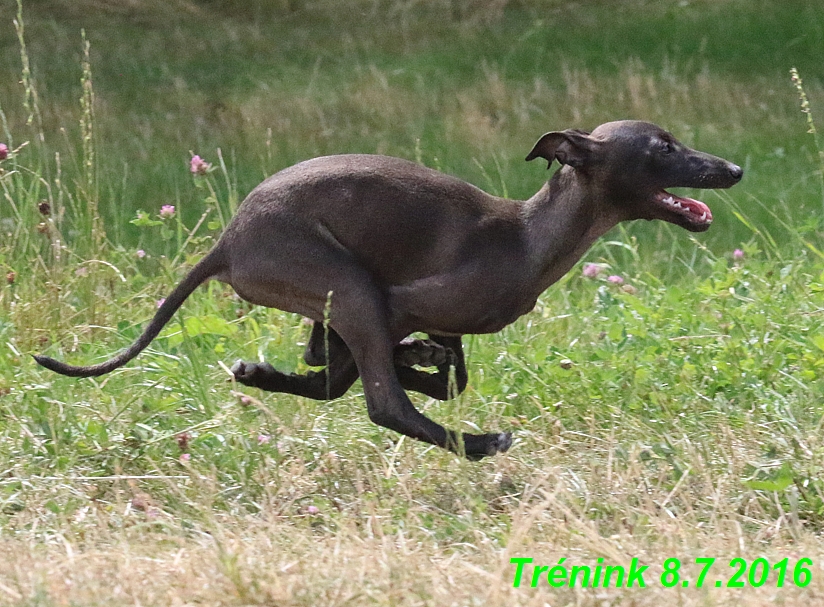 Náš trénink 8.7.2016 Všechny feny, Bertrando,Jesika,Kash (119)