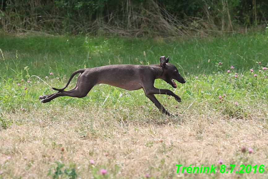 Náš trénink 8.7.2016 Všechny feny, Bertrando,Jesika,Kash (120)