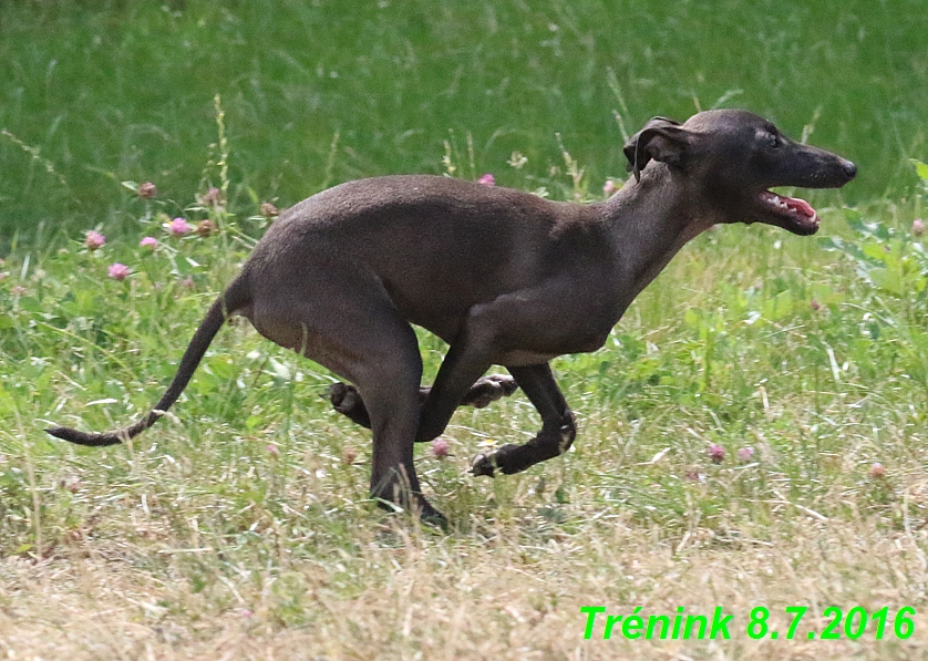 Náš trénink 8.7.2016 Všechny feny, Bertrando,Jesika,Kash (121)