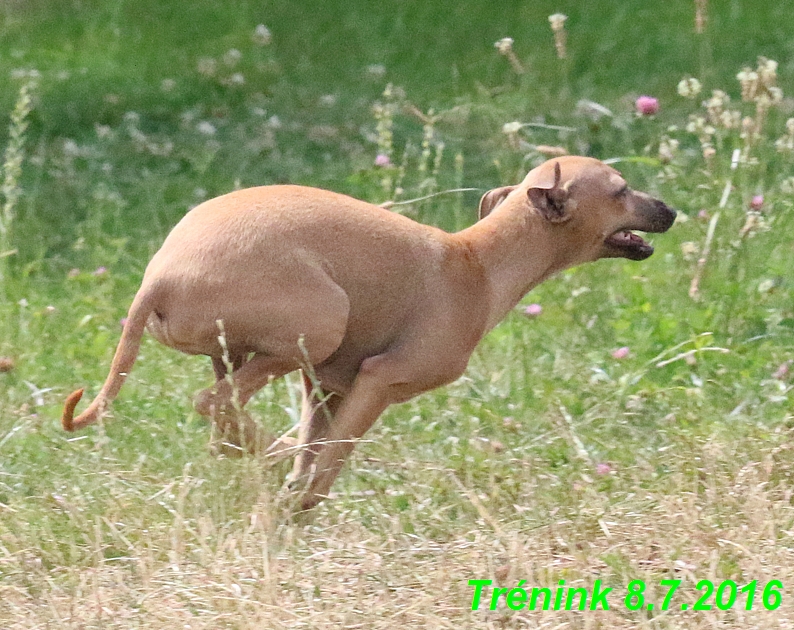 Náš trénink 8.7.2016 Všechny feny, Bertrando,Jesika,Kash (124)