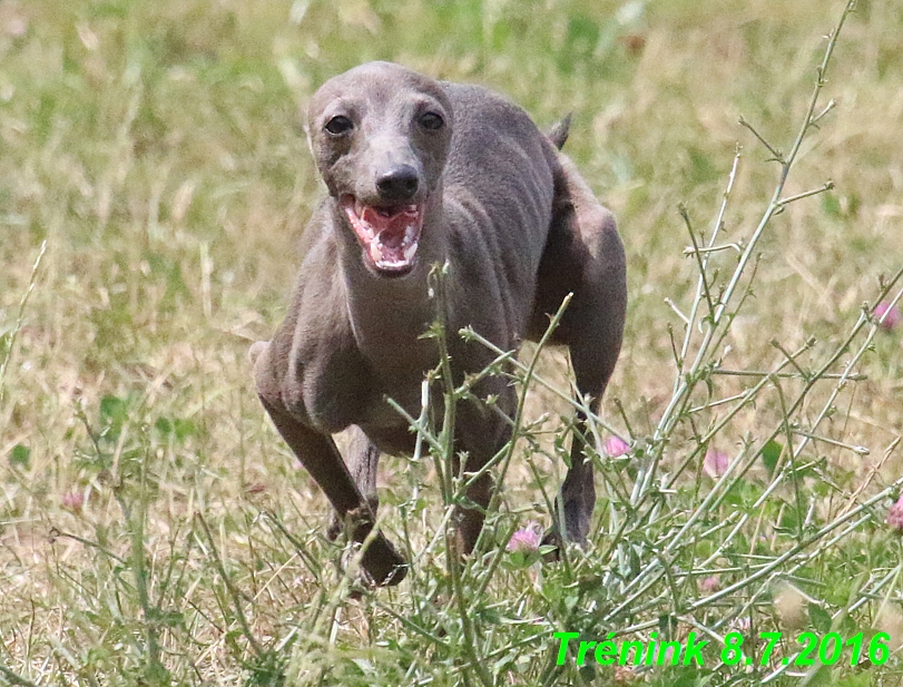 Náš trénink 8.7.2016 Všechny feny, Bertrando,Jesika,Kash (126)