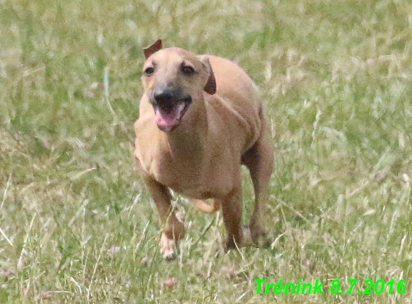 Náš trénink 8.7.2016 Všechny feny, Bertrando,Jesika,Kash (128)