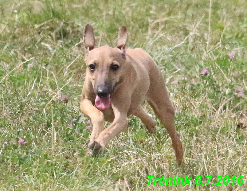 Náš trénink 8.7.2016 Všechny feny, Bertrando,Jesika,Kash (129)