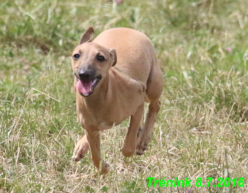 Náš trénink 8.7.2016 Všechny feny, Bertrando,Jesika,Kash (130)