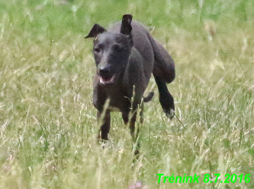 Náš trénink 8.7.2016 Všechny feny, Bertrando,Jesika,Kash (133)