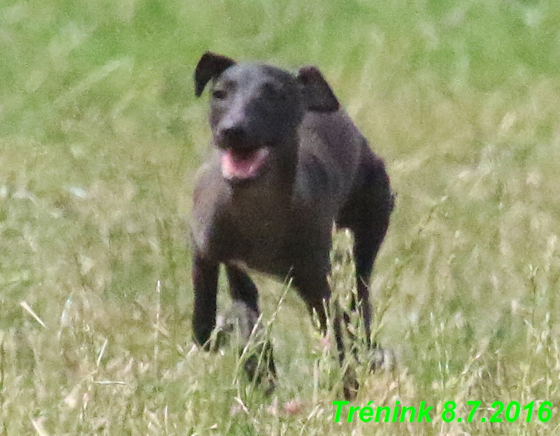 Náš trénink 8.7.2016 Všechny feny, Bertrando,Jesika,Kash (135)