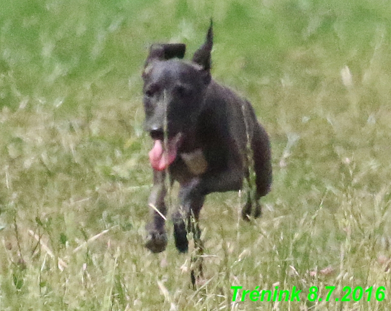 Náš trénink 8.7.2016 Všechny feny, Bertrando,Jesika,Kash (136)