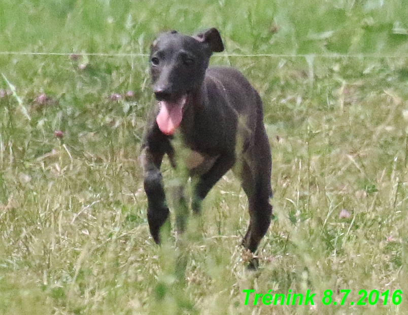 Náš trénink 8.7.2016 Všechny feny, Bertrando,Jesika,Kash (137)