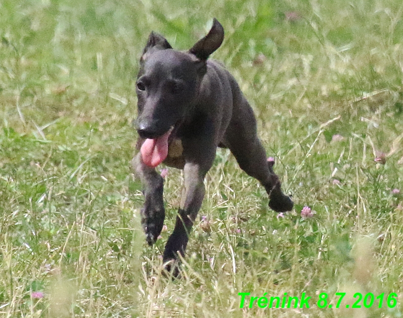 Náš trénink 8.7.2016 Všechny feny, Bertrando,Jesika,Kash (138)