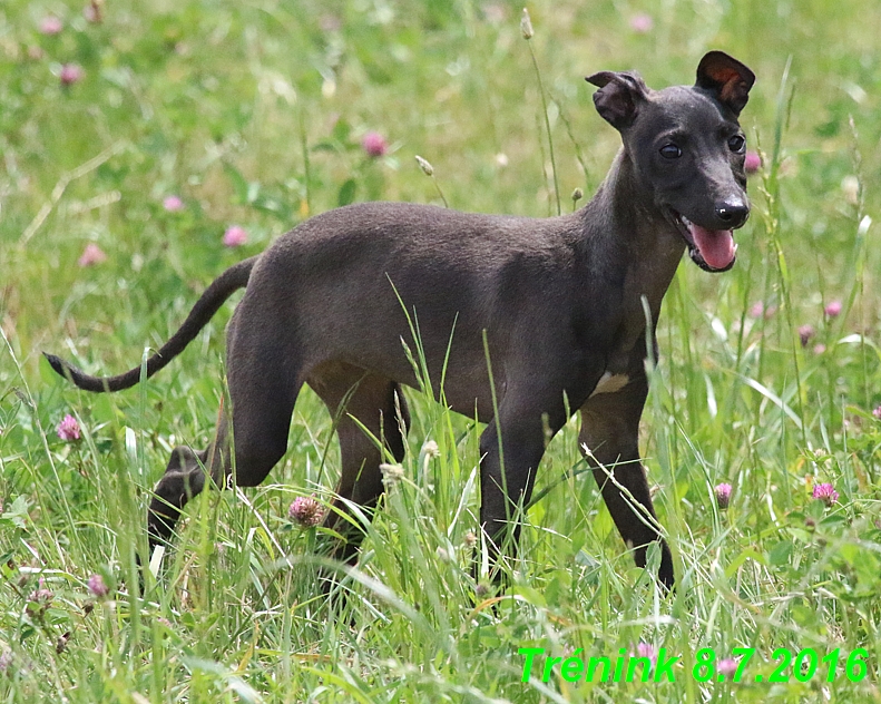 Náš trénink 8.7.2016 Všechny feny, Bertrando,Jesika,Kash (146)