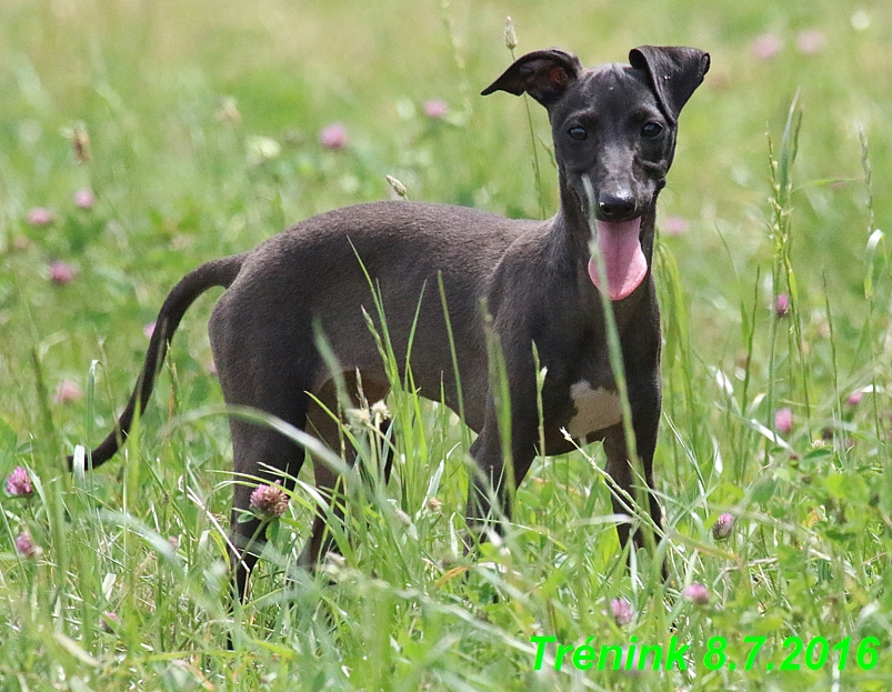 Náš trénink 8.7.2016 Všechny feny, Bertrando,Jesika,Kash (147)