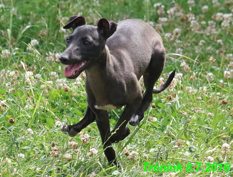 Náš trénink 8.7.2016 Všechny feny, Bertrando,Jesika,Kash (151)