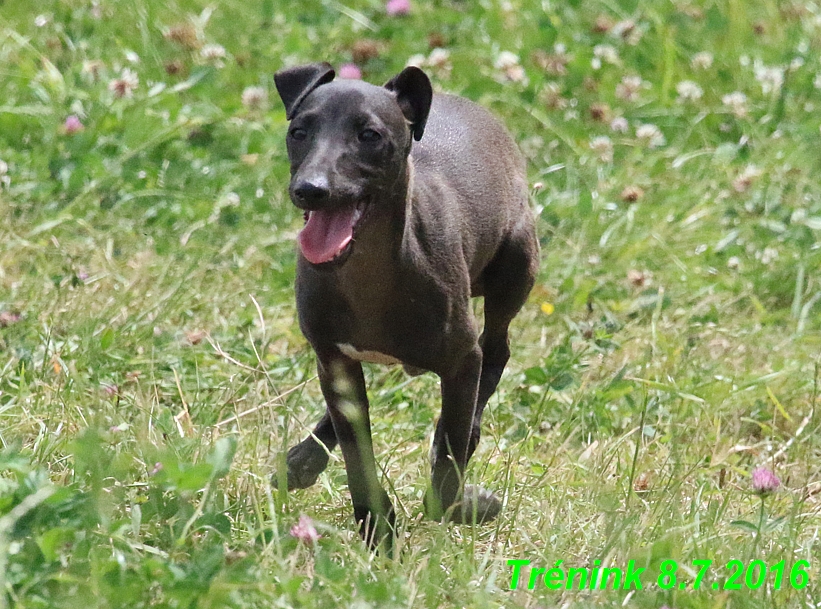 Náš trénink 8.7.2016 Všechny feny, Bertrando,Jesika,Kash (152)