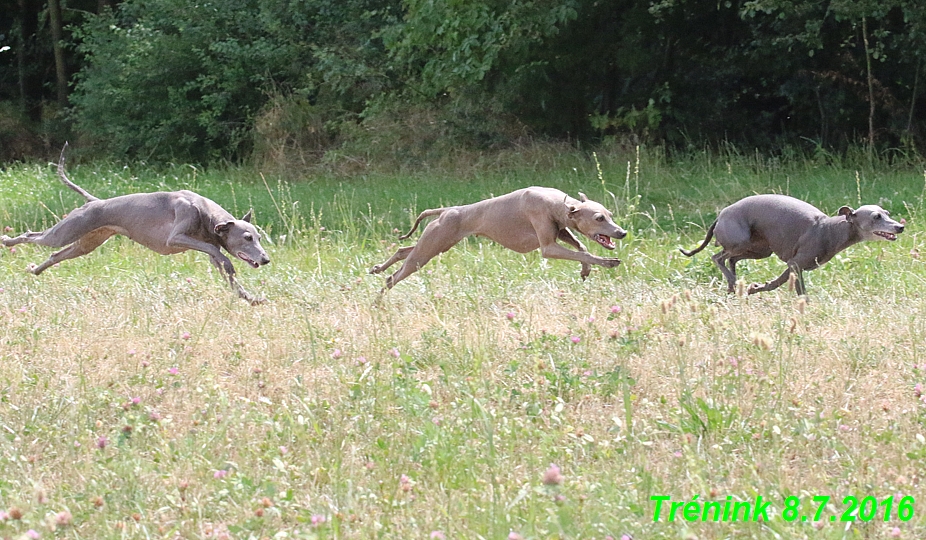 Náš trénink 8.7.2016 Všechny feny, Bertrando,Jesika,Kash (154)