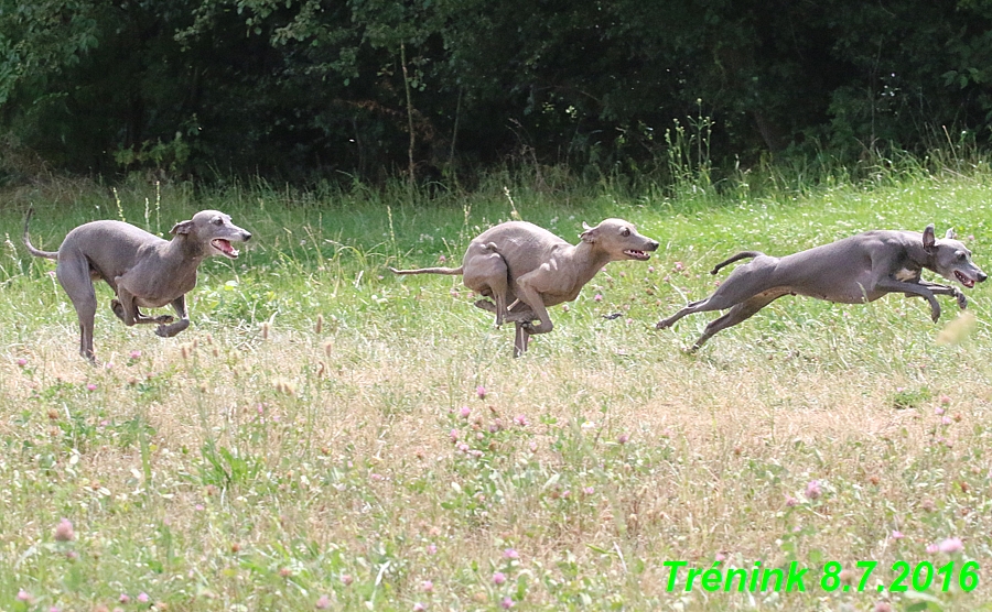 Náš trénink 8.7.2016 Všechny feny, Bertrando,Jesika,Kash (155)